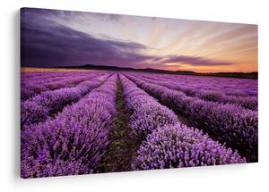 Obraz - Levanduľové pole pri západe slnka (90x60 cm)