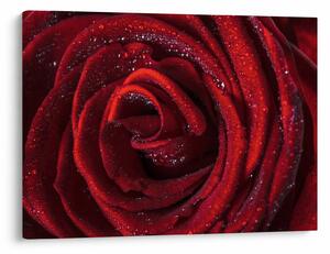 Obraz - Červená ruža s kvapkami rosy (70x50 cm)