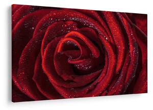 Obraz - Červená ruža s kvapkami rosy (90x60 cm)