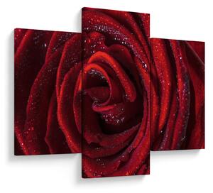 Obraz - Červená ruža s kvapkami rosy (90x60 cm)