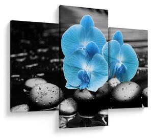Obraz - Modrá orchidea (90x60 cm)