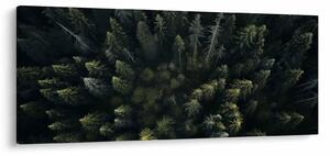 Obraz - Les (120x50 cm)
