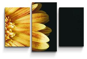 Sablio Obraz - 3-dílný Žltá gerbera - 75x50 cm