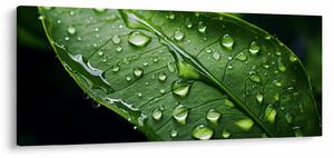 Obraz - List po daždi (120x50 cm)