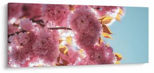 Obraz - Čerešňový kvet (120x50 cm)
