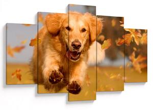 Obraz - Zlatý retriever (150x105 cm)