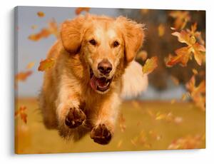 Obraz - Zlatý retriever (70x50 cm)