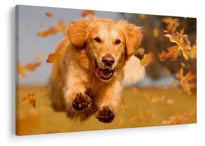 Obraz - Zlatý retriever (90x60 cm)