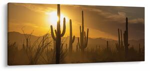 Obraz - Kaktusy Saguaro (120x50 cm)