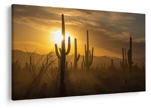 Obraz - Kaktusy Saguaro (90x60 cm)