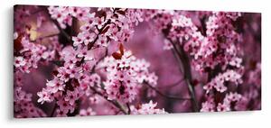 Obraz - Ružová sakura (120x50 cm)