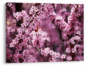 Obraz - Ružová sakura (70x50 cm)