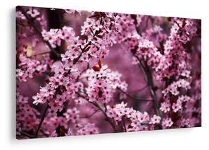 Obraz - Ružová sakura (90x60 cm)