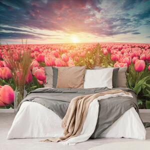 Tapeta východ slnka nad lúkou s tulipánmi