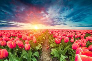 Tapeta východ slnka nad lúkou s tulipánmi