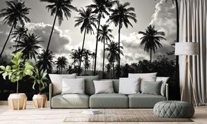 Tapeta kokosové palmy na pláži v čiernobielom