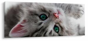 Obraz - Mačka so zelenými očami (120x50 cm)