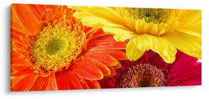 Obraz - Kvety Gerbery (120x50 cm)