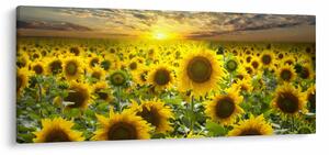Obraz - Slnečnica pri západe slnka (120x50 cm)