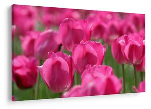 Obraz - Ružové tulipány (90x60 cm)