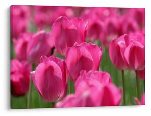 Obraz - Ružové tulipány (70x50 cm)