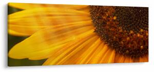 Obraz - Slnečnica (120x50 cm)