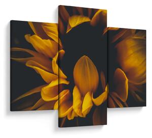 Obraz - Slnečnica v čiernom pozadí (90x60 cm)