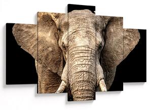 Obraz - Slon africký (150x105 cm)