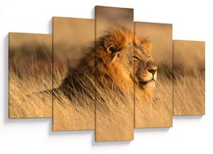 Obraz - Národný park Etosha (150x105 cm)
