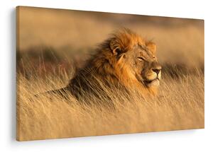 Obraz - Národný park Etosha (90x60 cm)