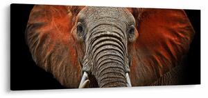 Obraz - Slony z Tsavo (120x50 cm)
