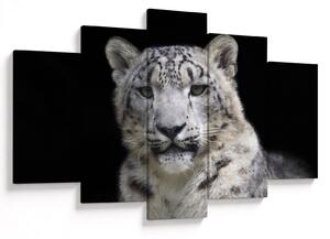 Obraz - Leopard snežný (150x105 cm)