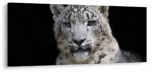 Obraz - Leopard snežný (120x50 cm)