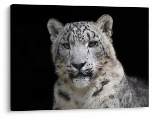 Obraz - Leopard snežný (70x50 cm)
