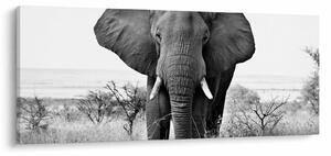 Obraz - Slon africký II. (120x50 cm)