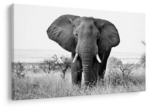 Obraz - Slon africký II. (90x60 cm)