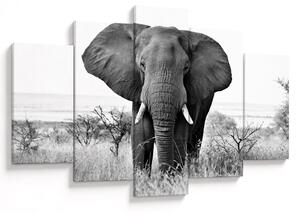 Obraz - Slon africký II. (150x105 cm)