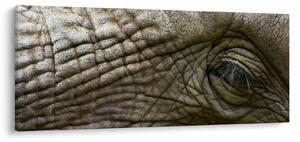 Obraz - Detailné fotografie starého slonieho oka (120x50 cm)