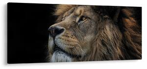Obraz - Majestátny lev (120x50 cm)
