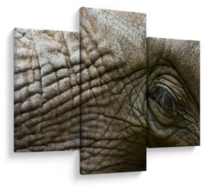 Obraz - Detailné fotografie starého slonieho oka (90x60 cm)
