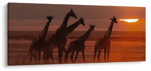 Obraz - Žirafy v africkej savane (120x50 cm)