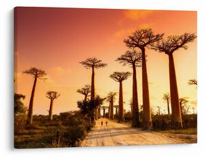 Obraz - Západ slnka v uličke Baobab (70x50 cm)