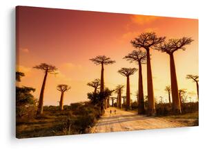 Obraz - Západ slnka v uličke Baobab (90x60 cm)