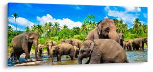 Obraz - Slony, Sri Lanka (120x50 cm)