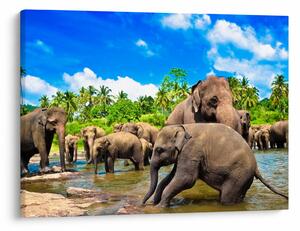 Obraz - Slony, Sri Lanka (70x50 cm)