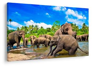 Obraz - Slony, Sri Lanka (90x60 cm)