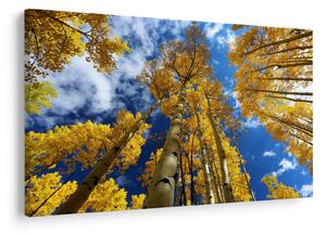 Obraz - Aspen (90x60 cm)
