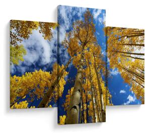 Obraz - Aspen (90x60 cm)