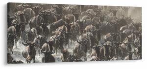 Obraz - Stádo pakoňov (120x50 cm)