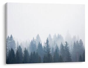 Obraz - Zahmlený les (70x50 cm)